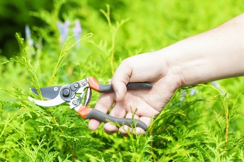 Arborist carrying out tree care and removal services in Heston