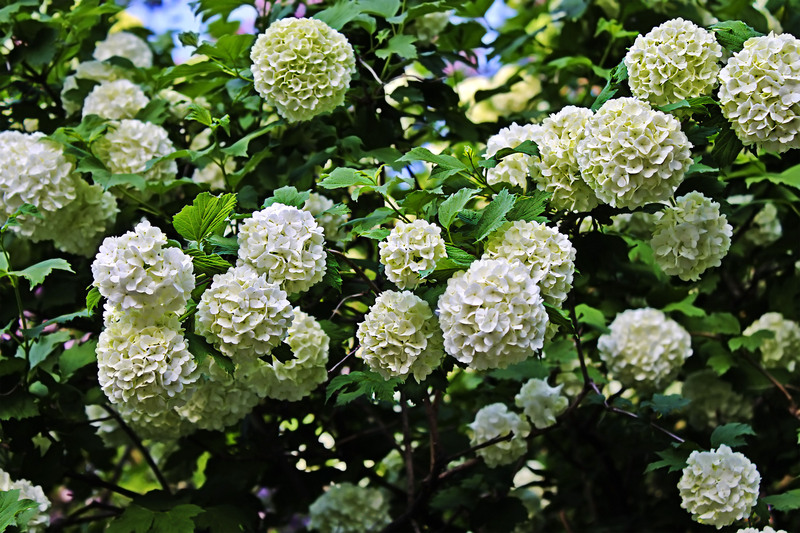 garden landscaping garden design