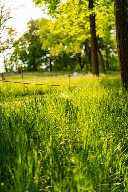 A lush, green lawn at Osterley Park, featuring well-maintained grass with a slightly uneven surface and blades of varying lengths, bordered by mature trees with thick trunks and bright green leaves. T