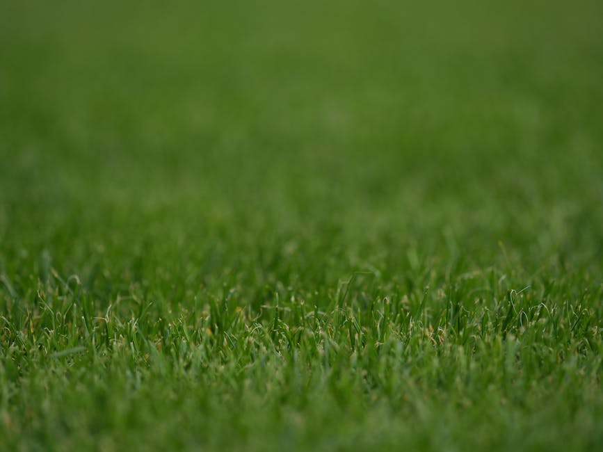 A lush, green lawn at Osterley Park, featuring well-maintained grass with a slightly uneven surface and blades of varying lengths, bordered by mature trees with thick trunks and bright green leaves. T