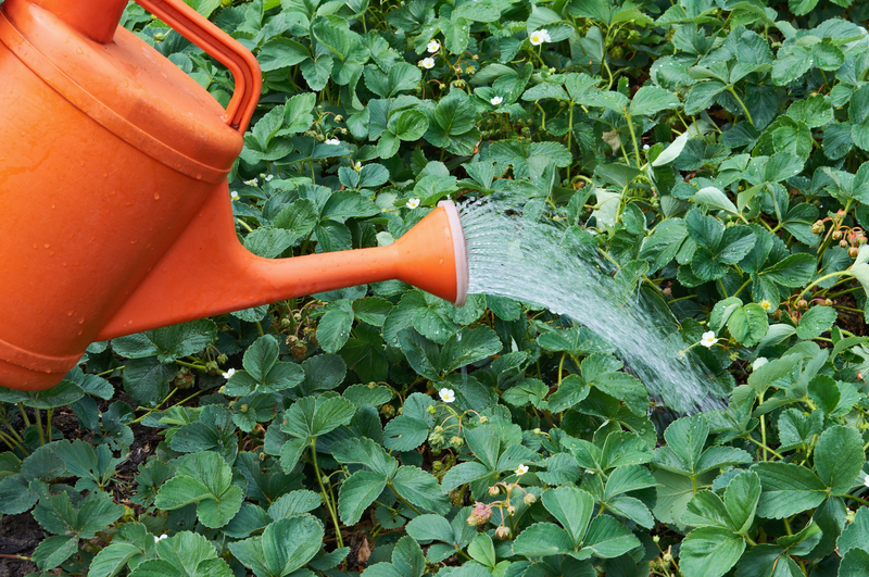 garden Lawn